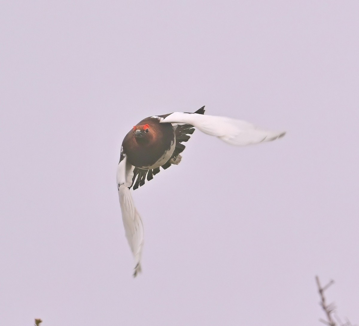 Willow Ptarmigan - ML637798258
