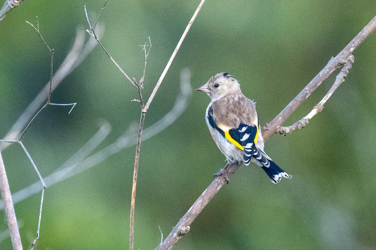 European Goldfinch - ML637798304