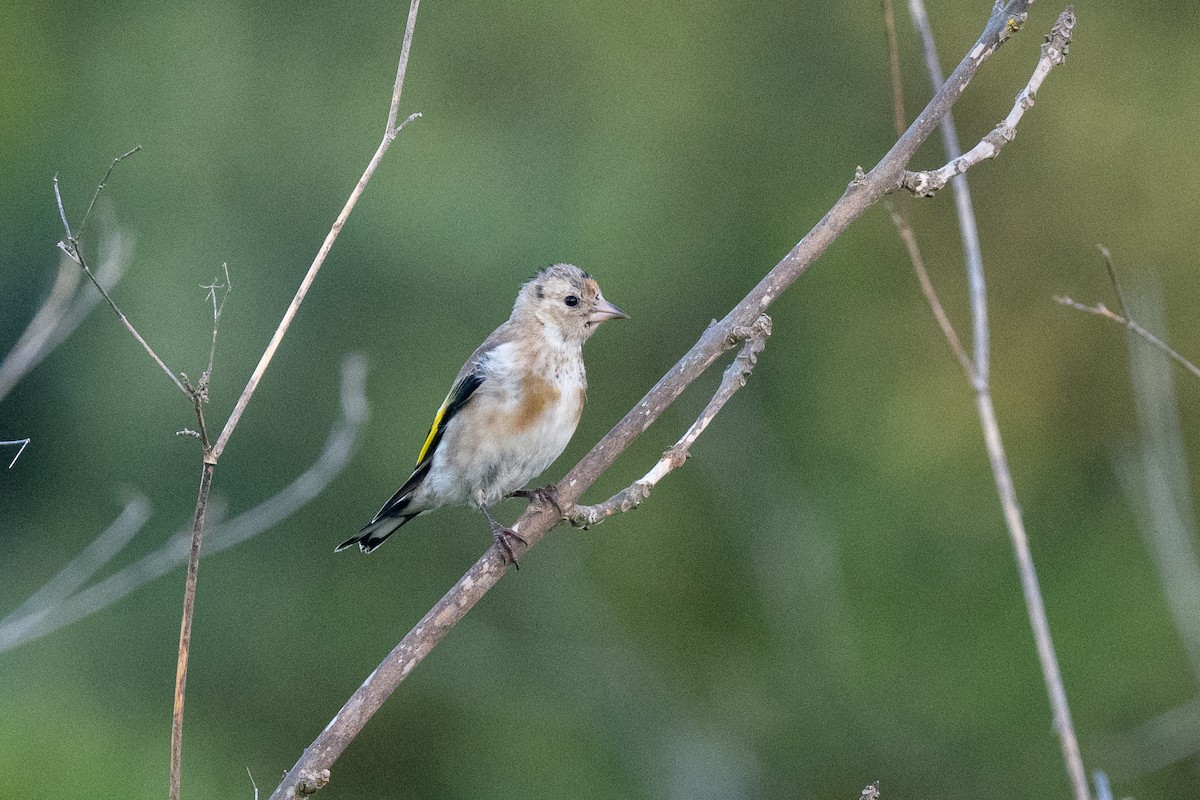 European Goldfinch - ML637798305