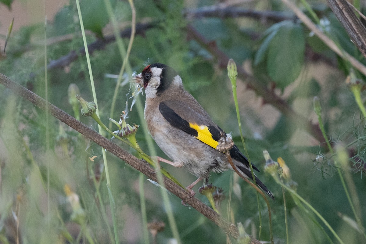 European Goldfinch - ML637798307