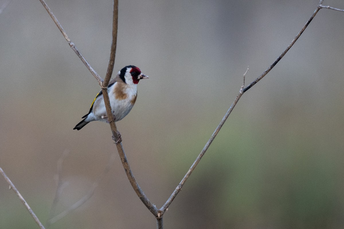 European Goldfinch - ML637798308