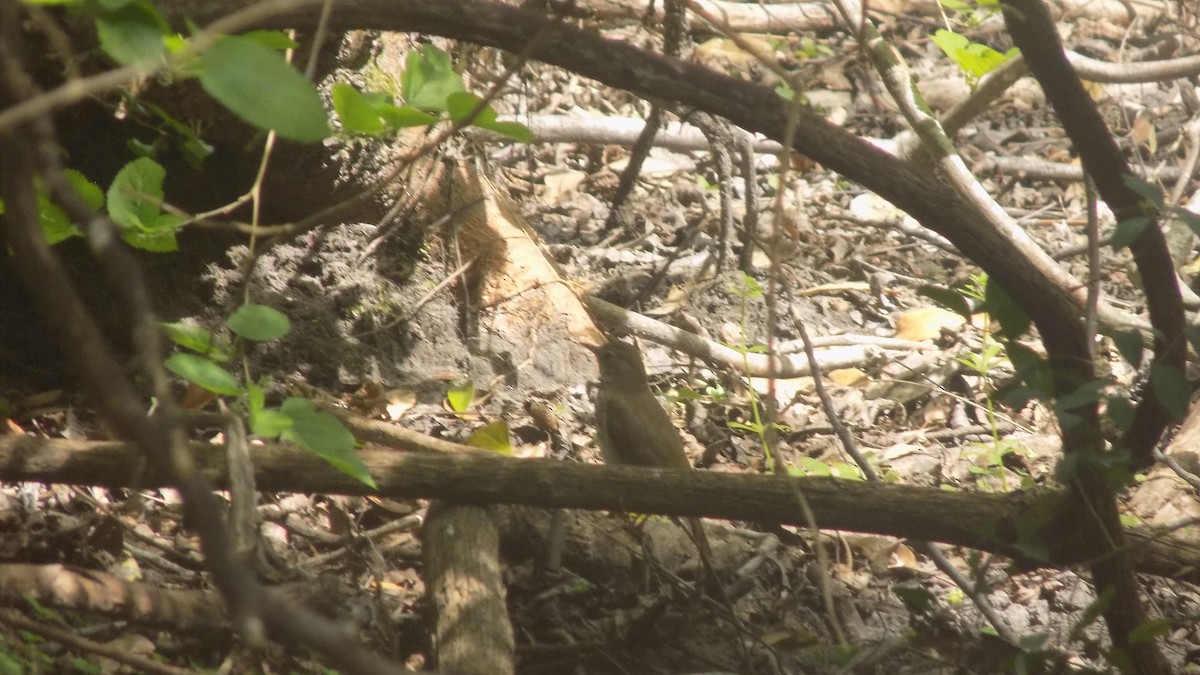 thrush sp. - ML637798321