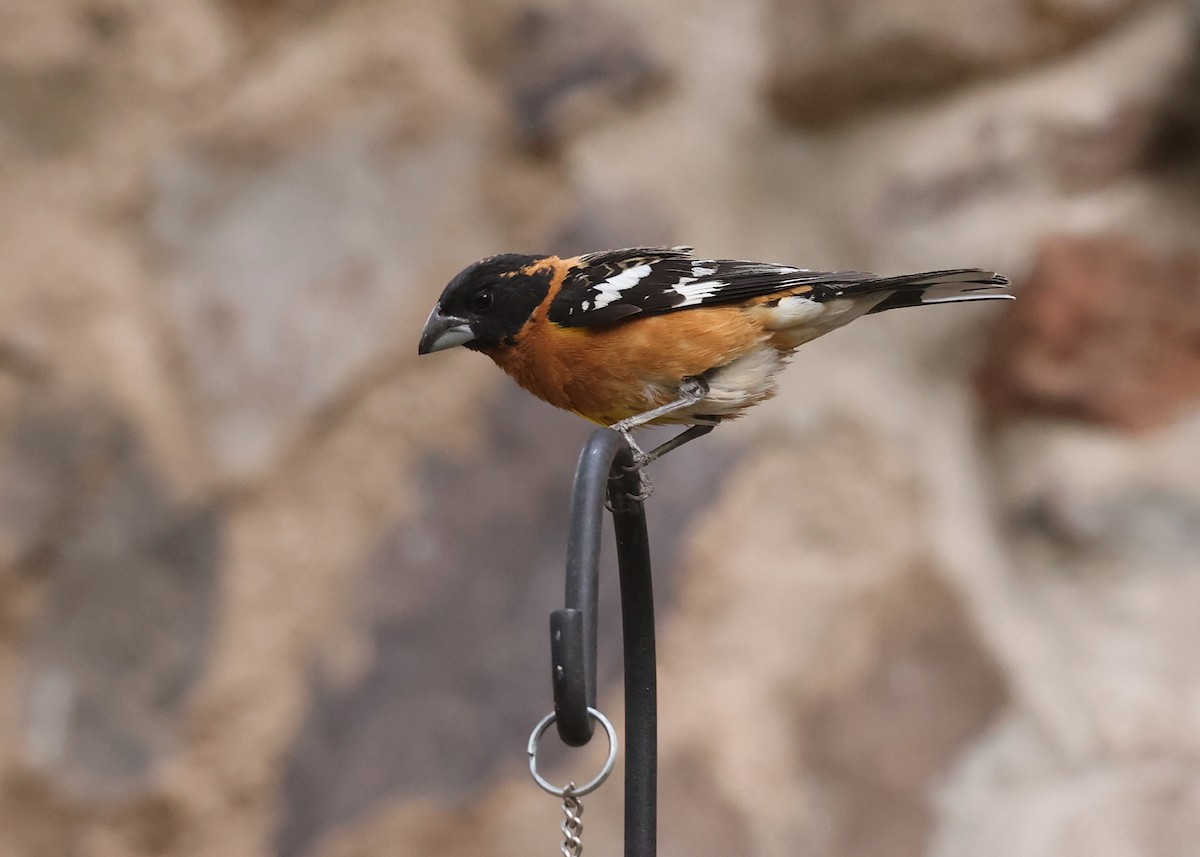 Black-headed Grosbeak - ML637798386