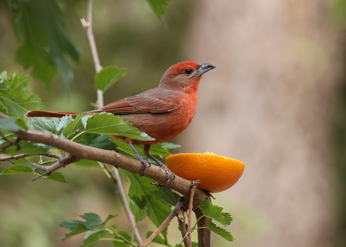 Hepatic Tanager - ML637798396