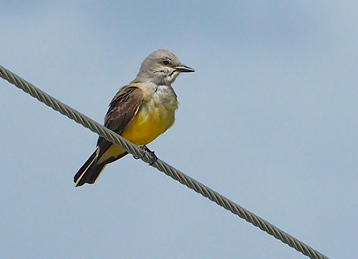 Western Kingbird - ML637798482