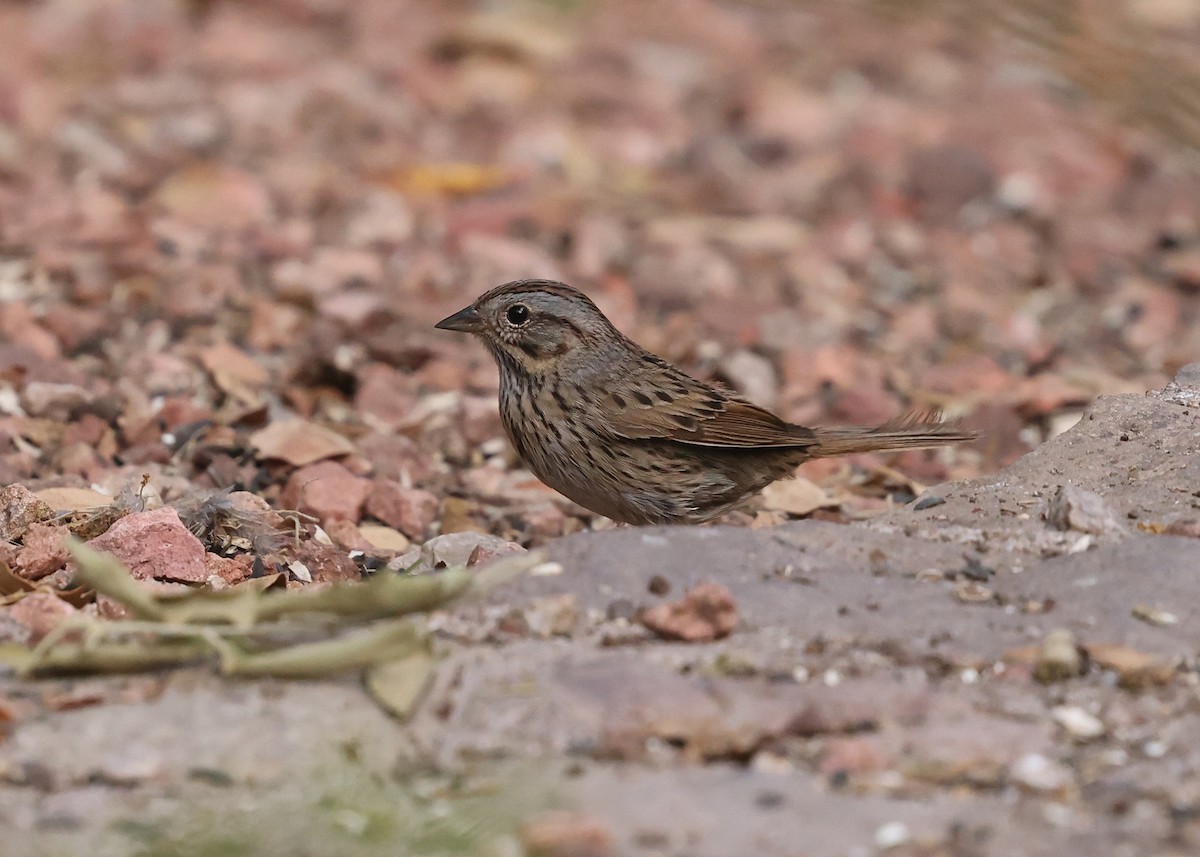 Lincoln's Sparrow - ML637798519