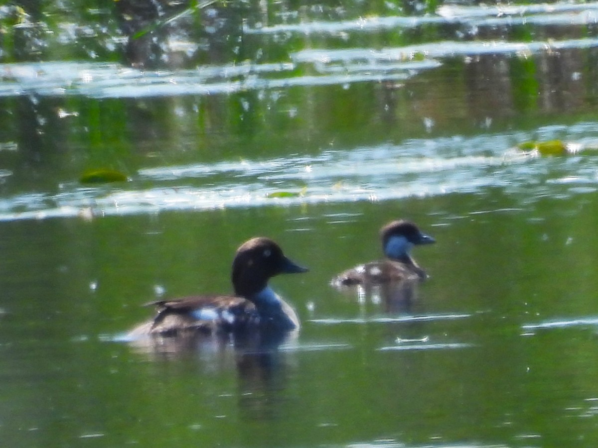 Common Goldeneye - ML637798524