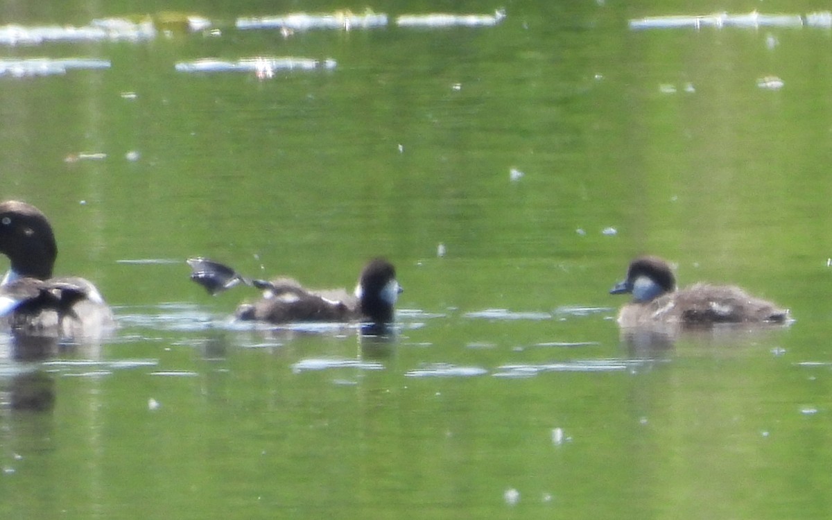Common Goldeneye - ML637798525