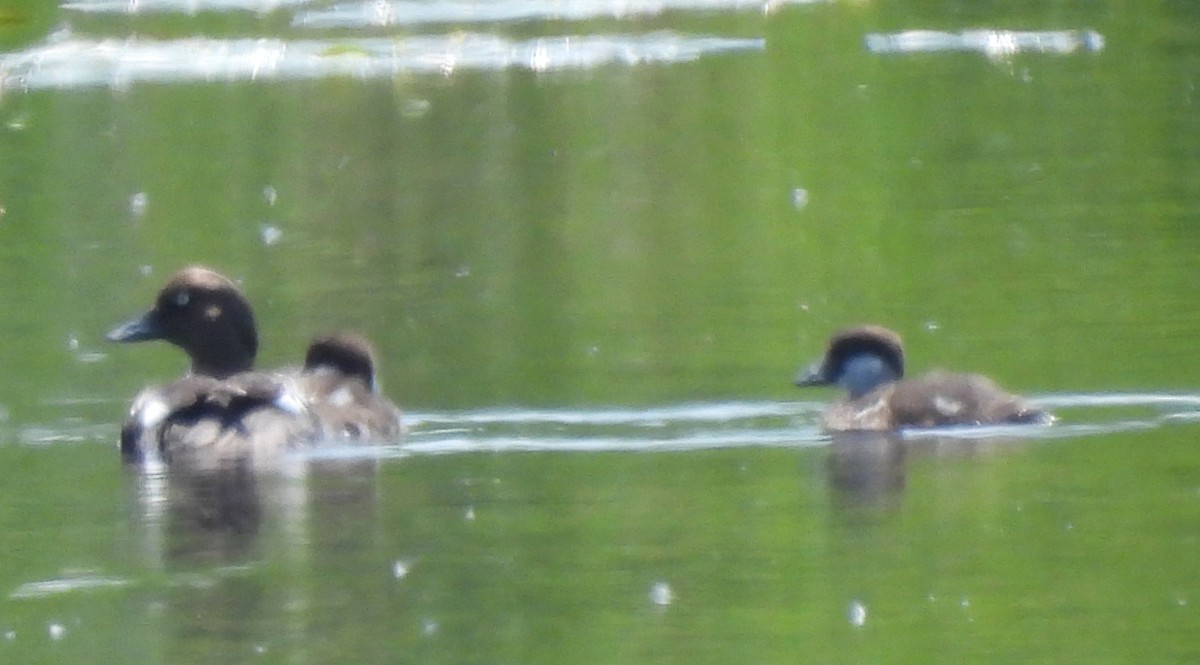 Common Goldeneye - ML637798526
