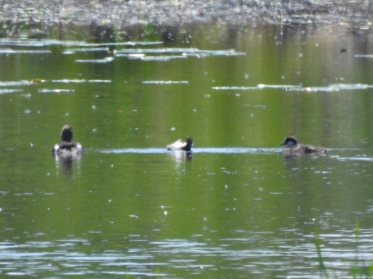 Common Goldeneye - ML637798527
