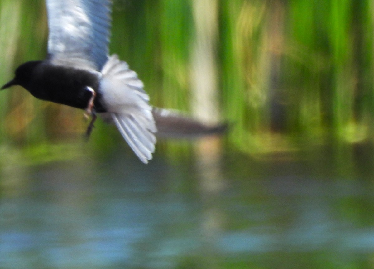 Black Tern - ML637798547