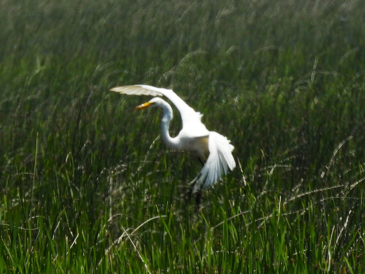 Great Egret - ML637798552