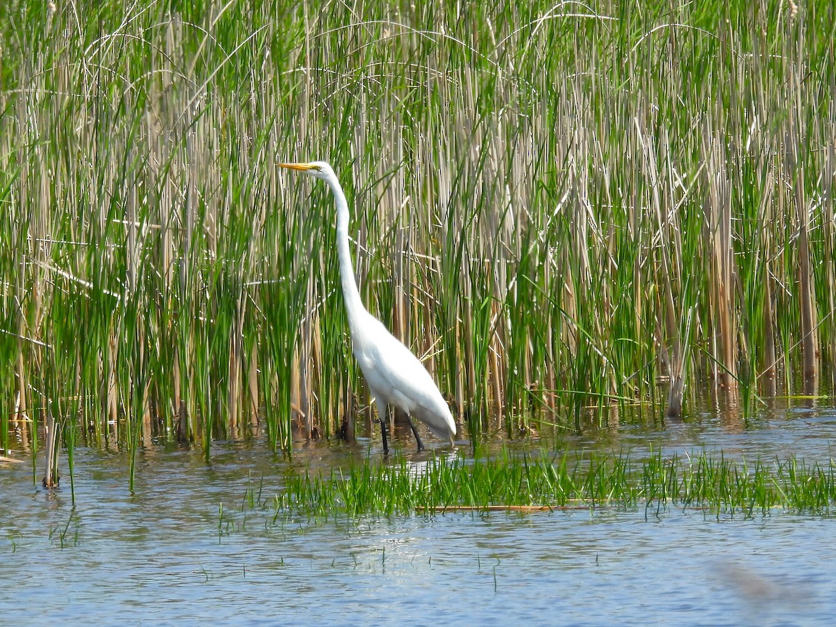 Great Egret - ML637798553