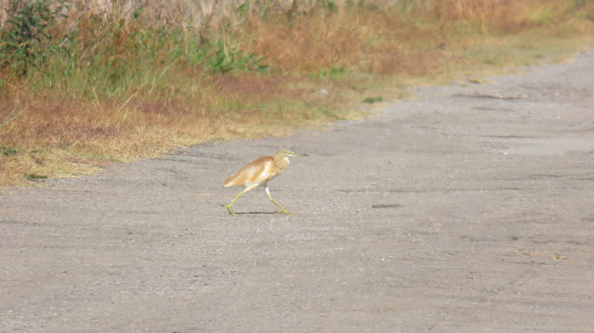 Squacco Heron - ML637798609