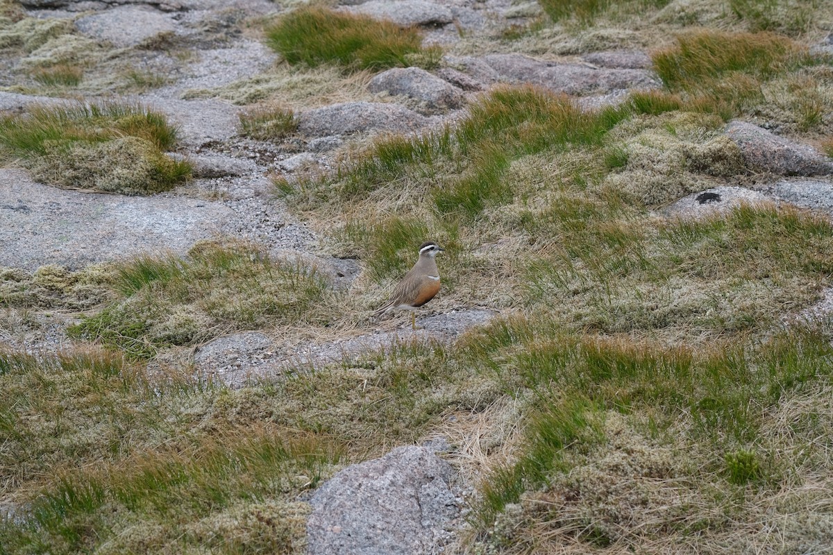 Eurasian Dotterel - ML637798610