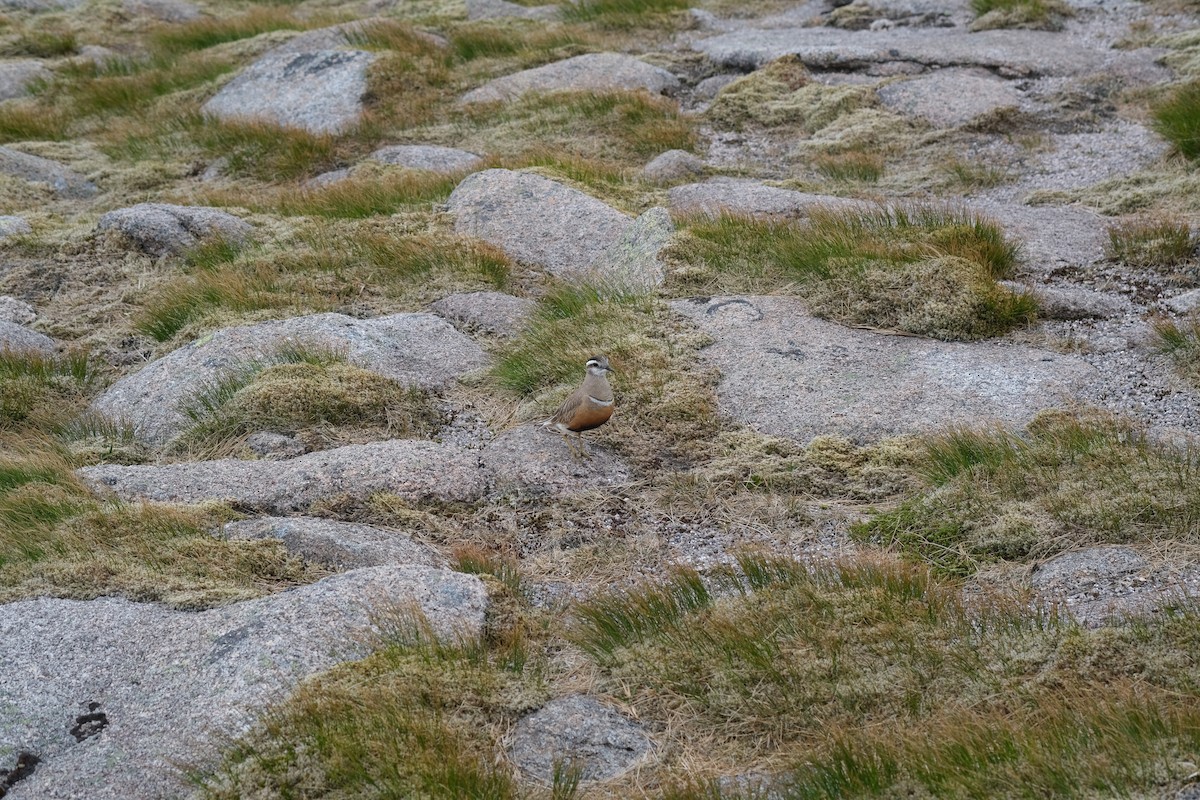 Eurasian Dotterel - ML637798612