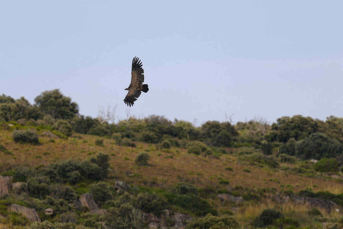 Eurasian Griffon - ML637798618