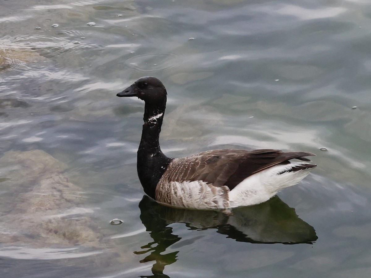 Brant (Atlantic) - ML637798626