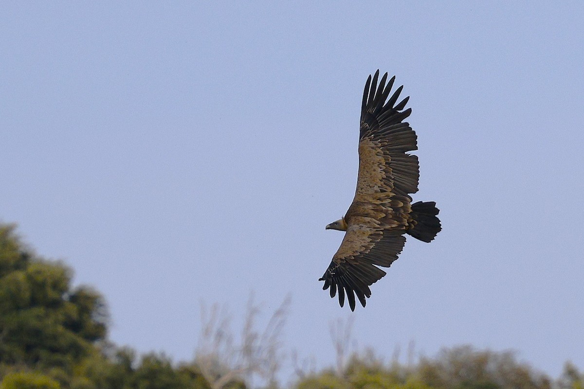 Eurasian Griffon - ML637798652