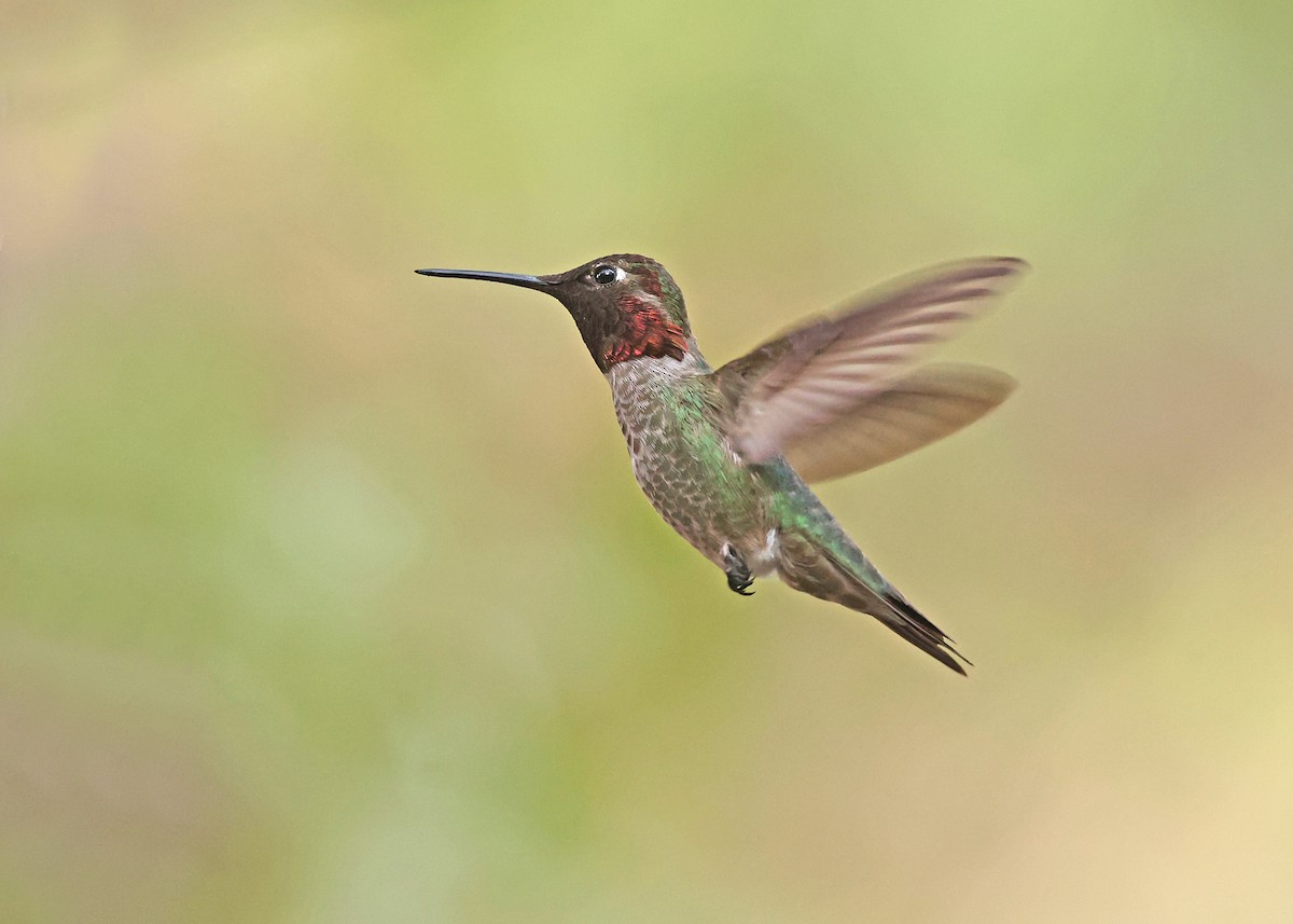 Anna's Hummingbird - ML637798662