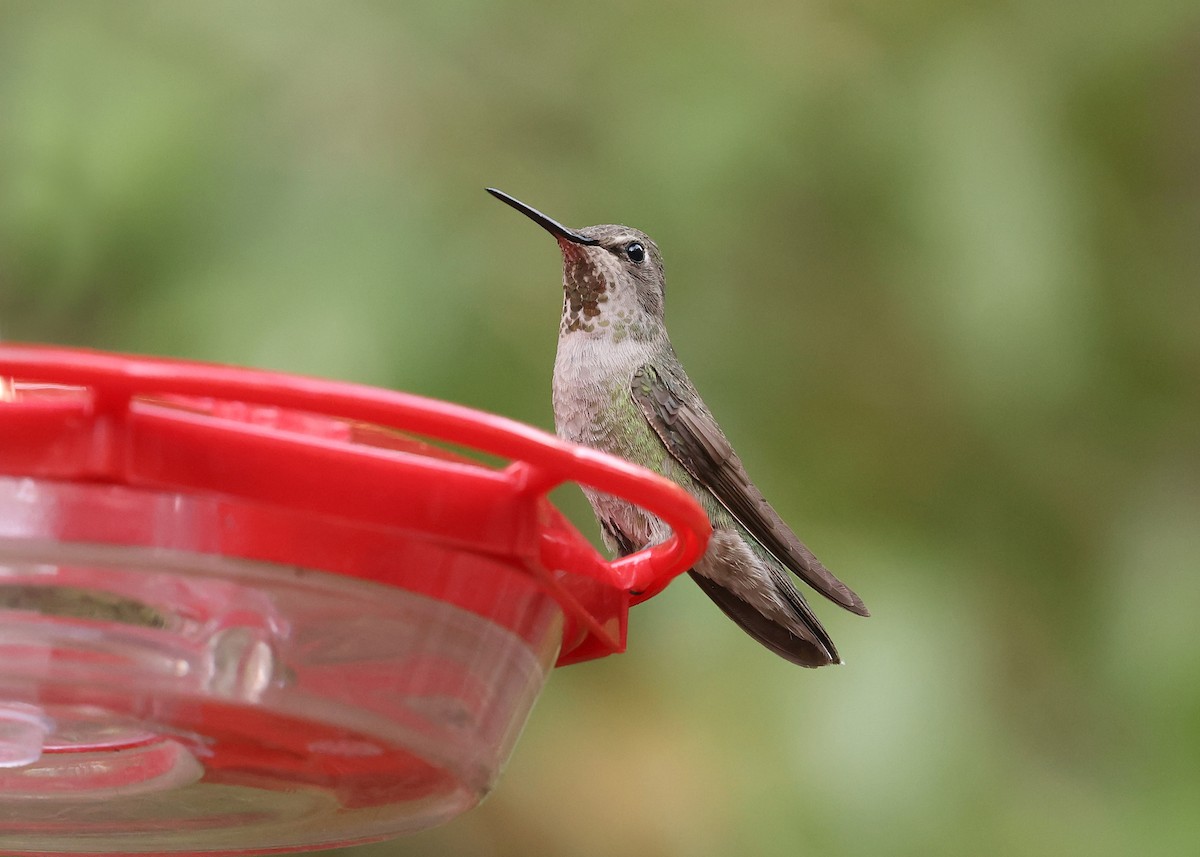 Anna's Hummingbird - ML637798713