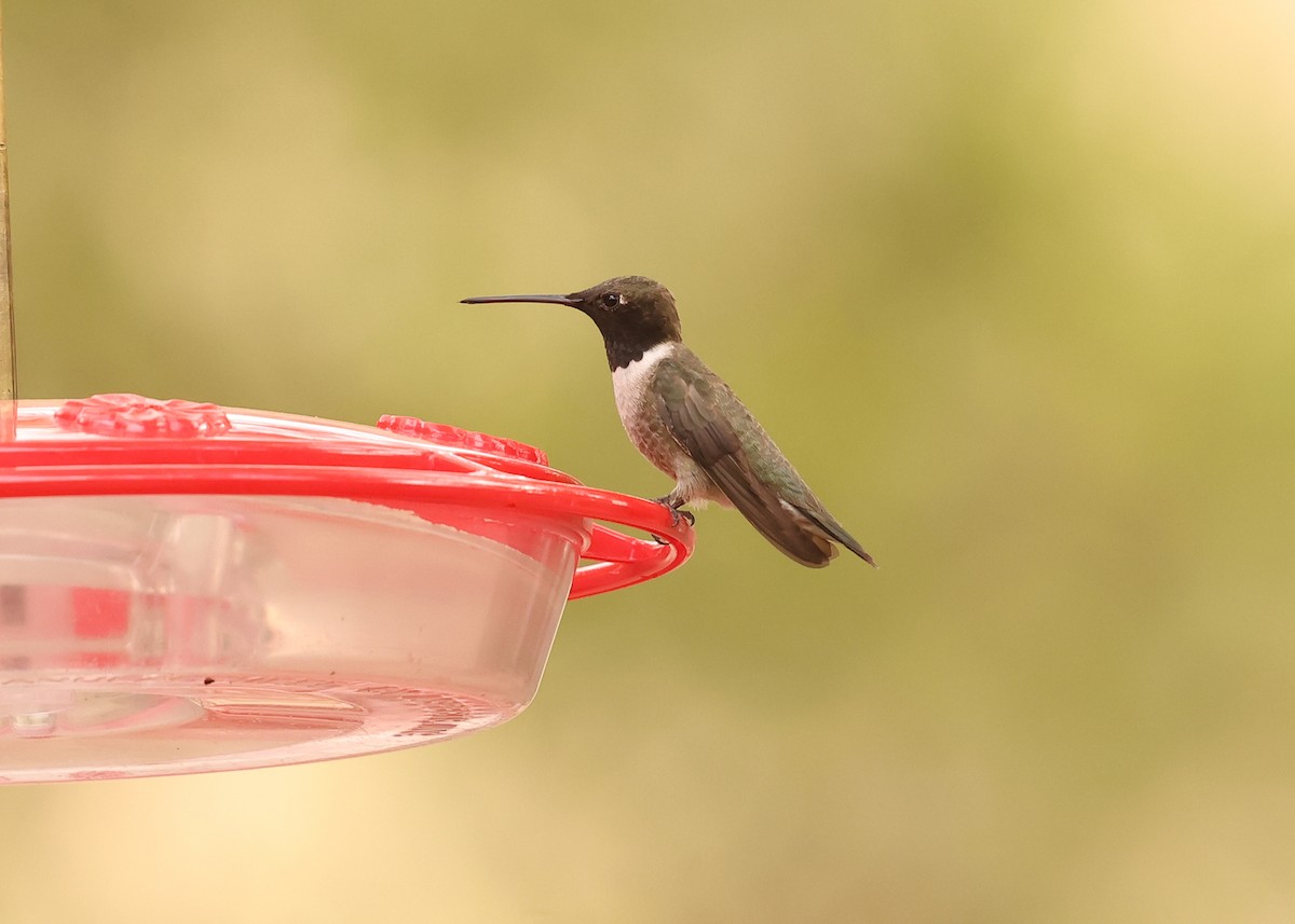 Black-chinned Hummingbird - ML637798716