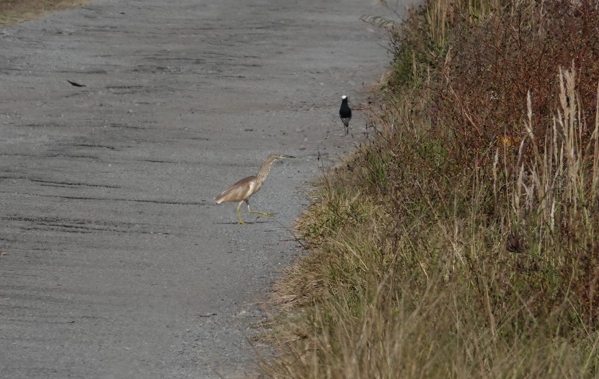 Squacco Heron - ML637798724