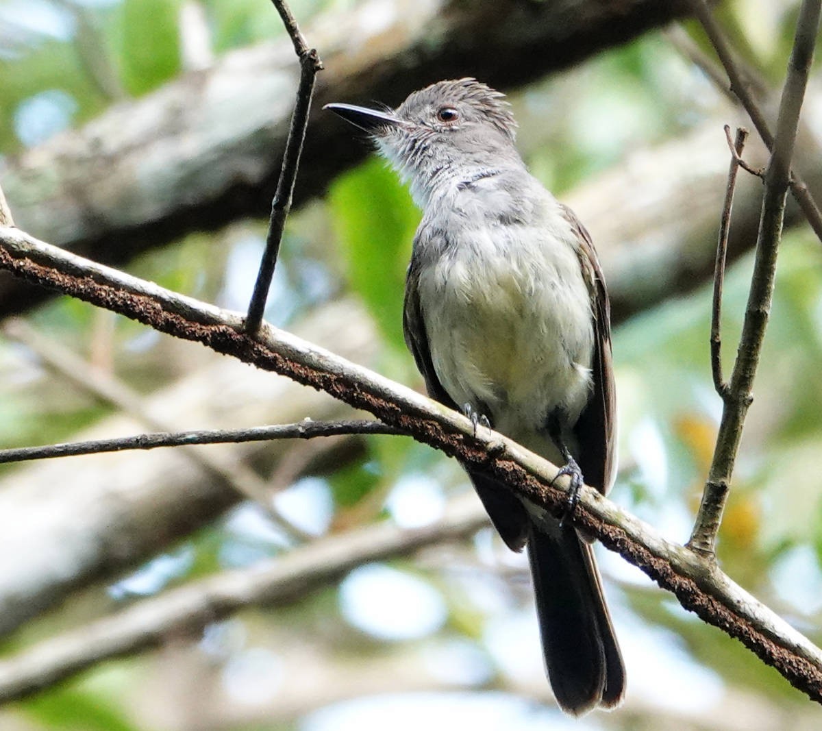 Panama Flycatcher - ML637798787