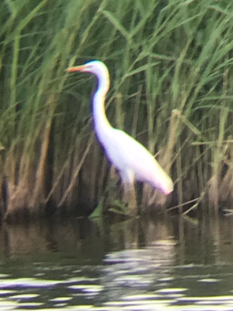 Great Egret - ML637798840