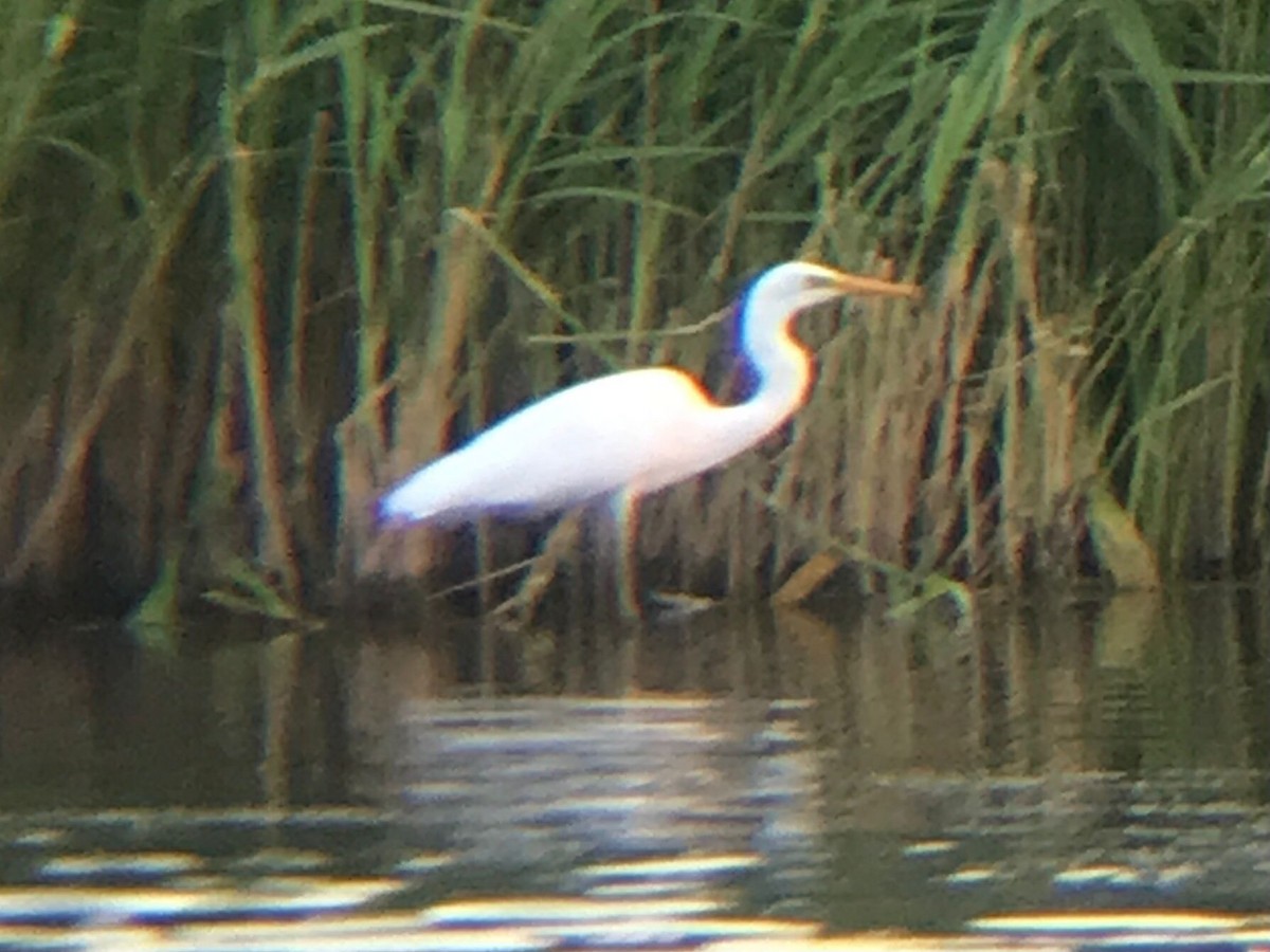 Great Egret - ML637798841