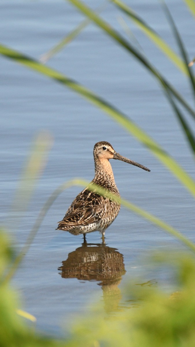 Short-billed Dowitcher - ML637799005