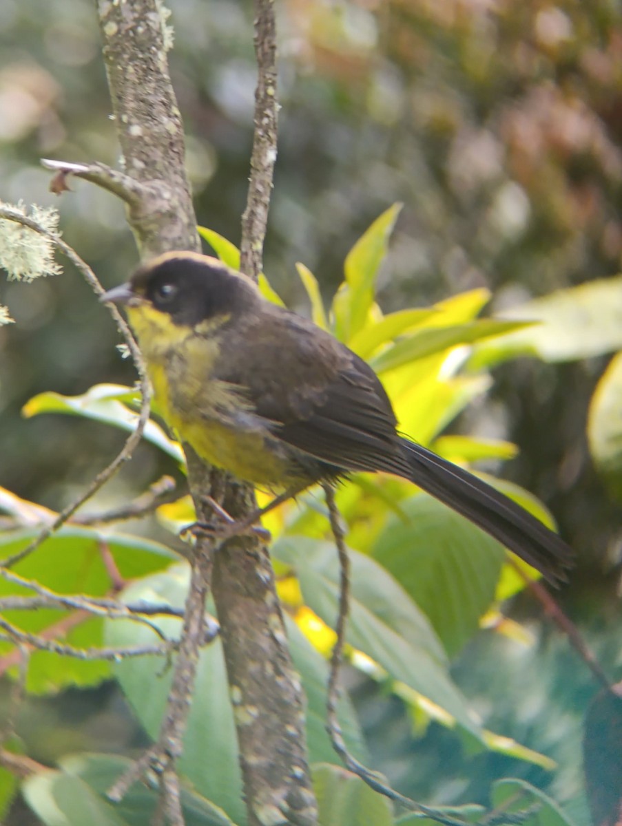 Pale-naped Brushfinch - ML637799119