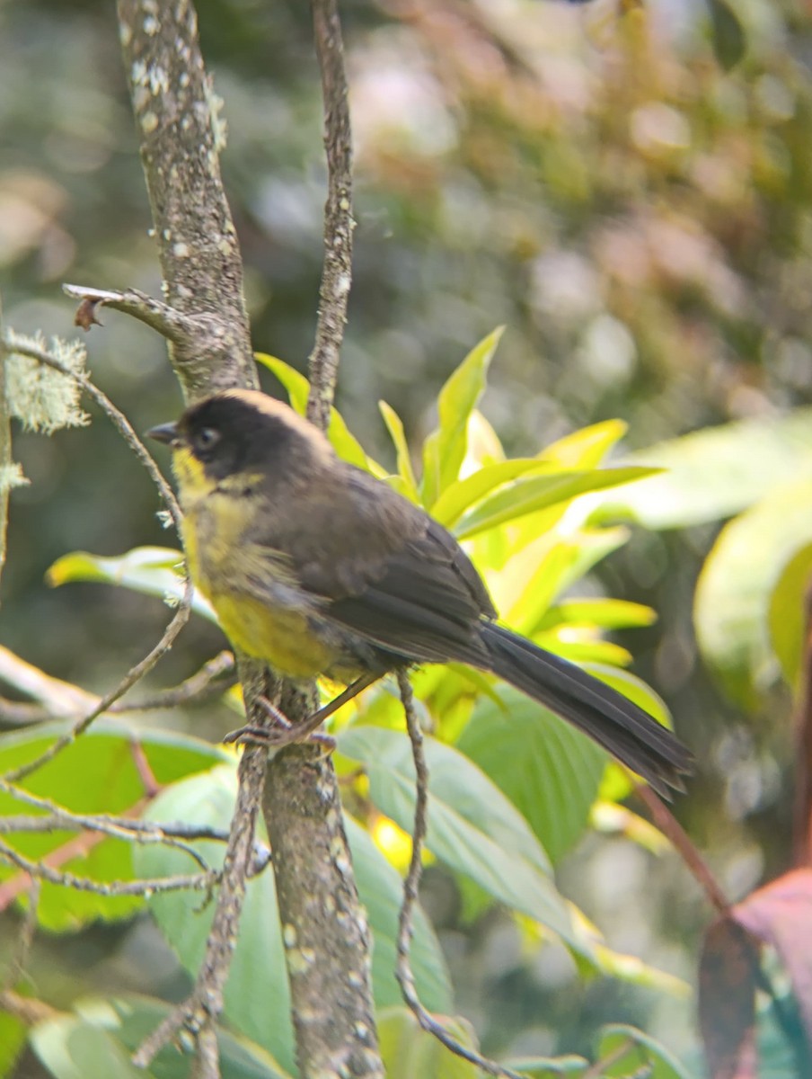 Pale-naped Brushfinch - ML637799135