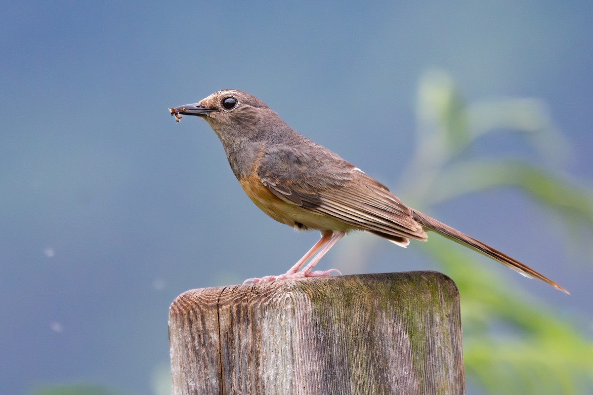 White-rumped Shama - ML637799157