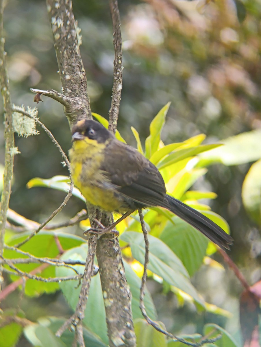 Pale-naped Brushfinch - ML637799166