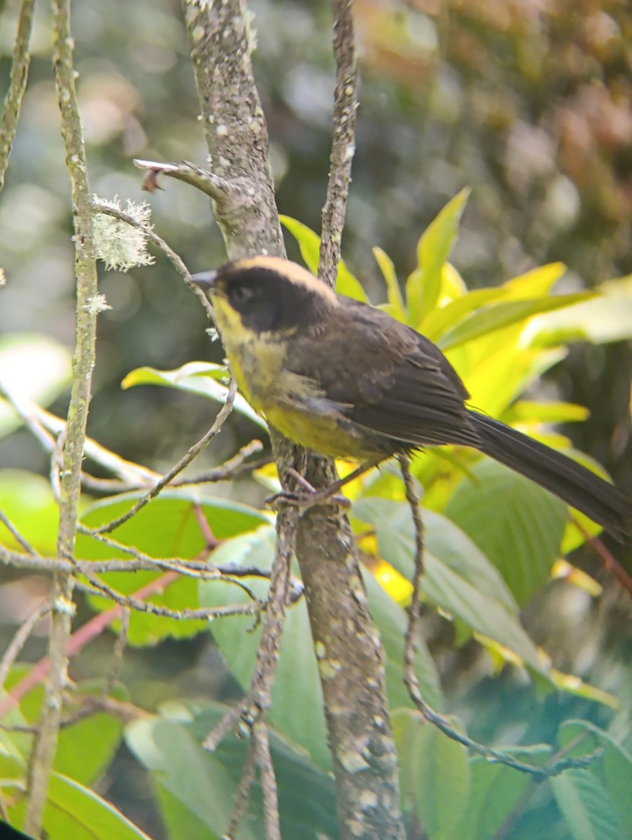 Pale-naped Brushfinch - ML637799167