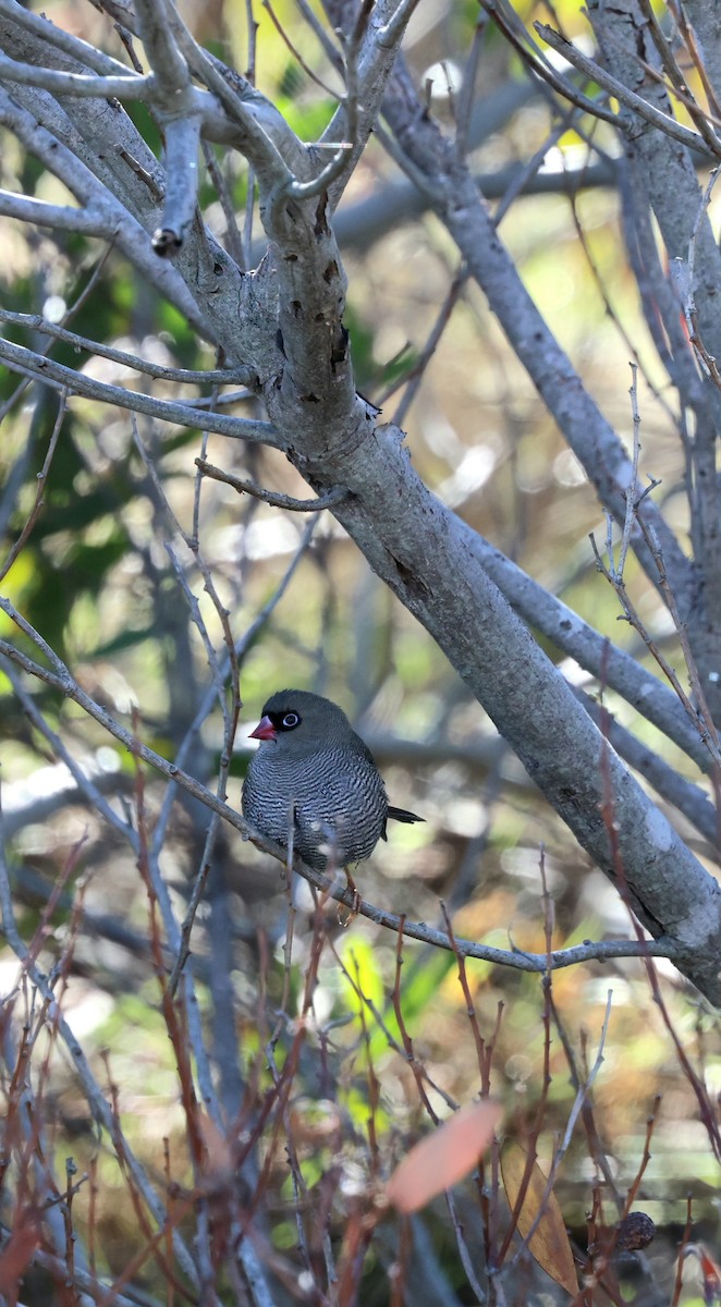 Beautiful Firetail - ML637799230