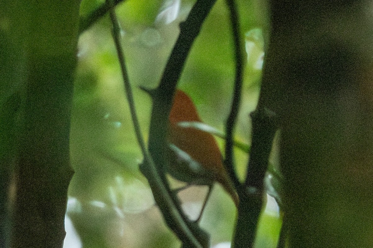 Ryukyu Robin - ML637799235