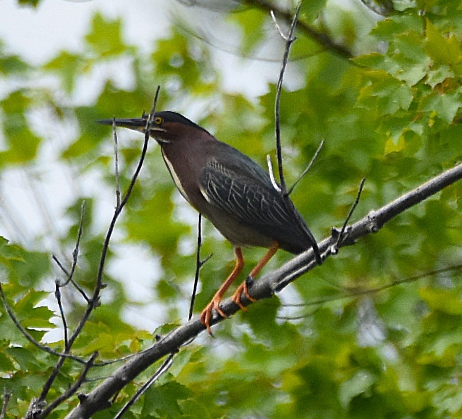 Grünreiher - ML637799284