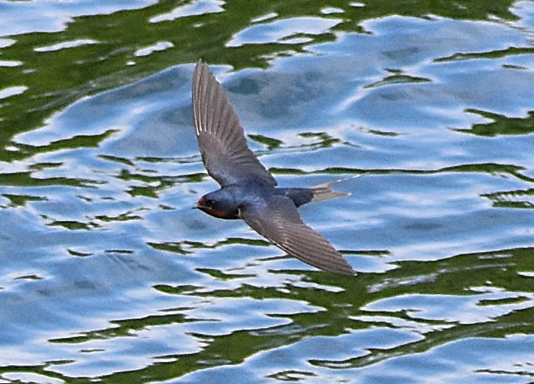 Rauchschwalbe (erythrogaster) - ML637799298