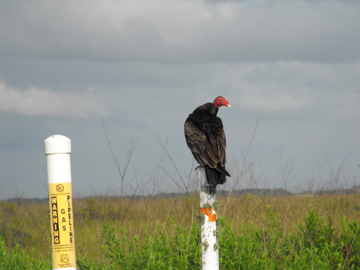 Turkey Vulture - Lonnie Somer