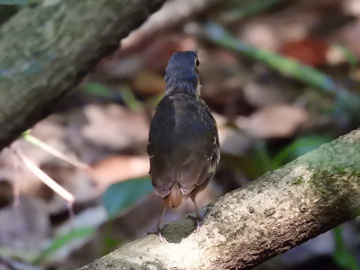 Streak-chested Antpitta - ML637799315