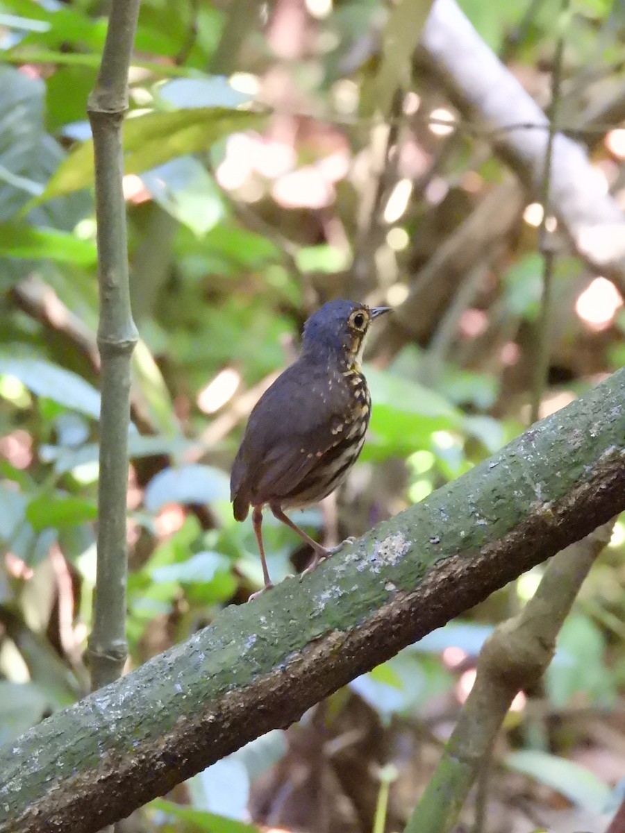 Streak-chested Antpitta - ML637799319