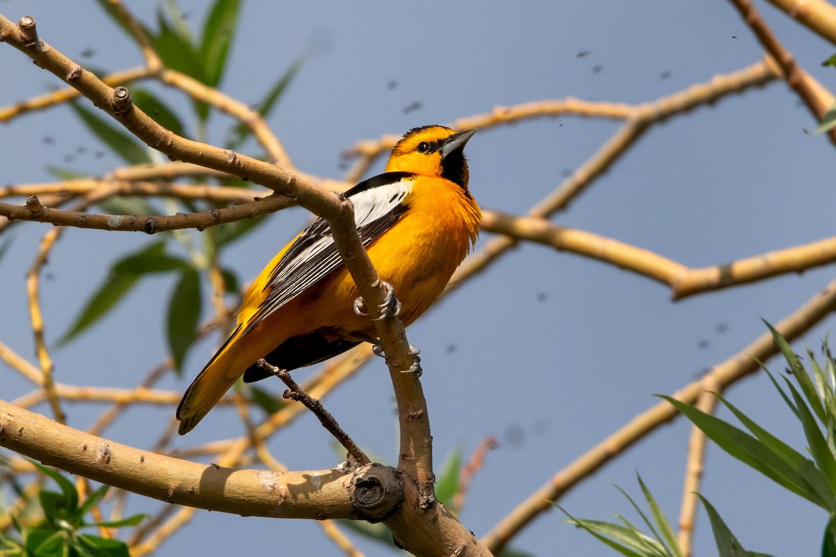 Oriole de Bullock - ML637799351