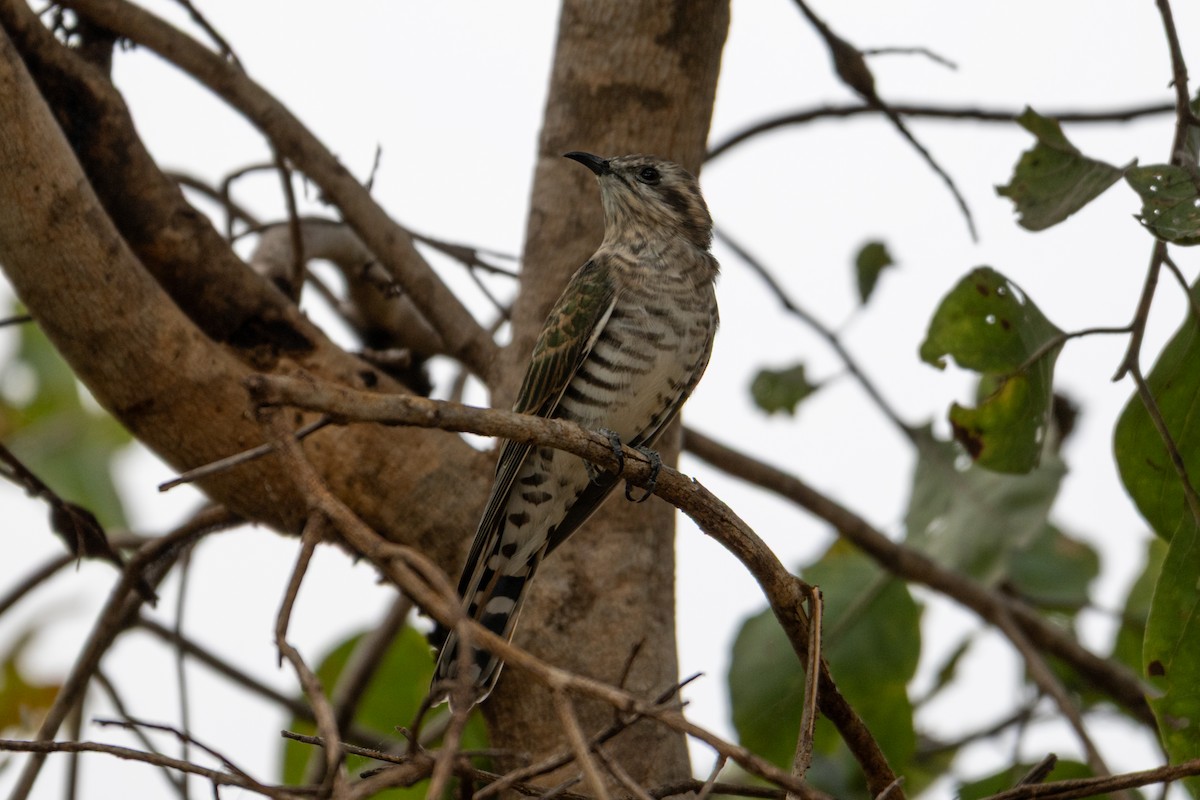 Horsfield's Bronze-Cuckoo - ML637799451
