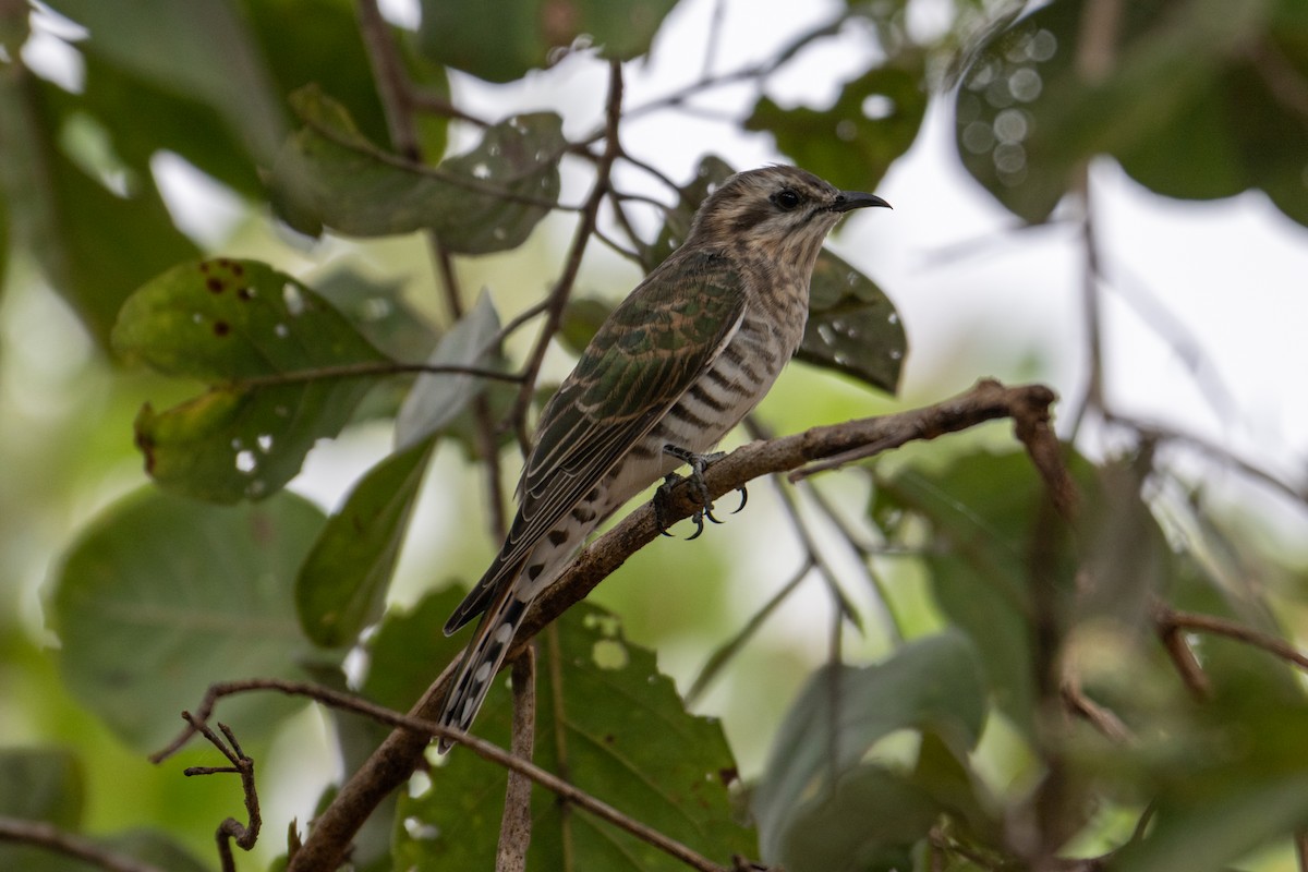 Horsfield's Bronze-Cuckoo - ML637799452