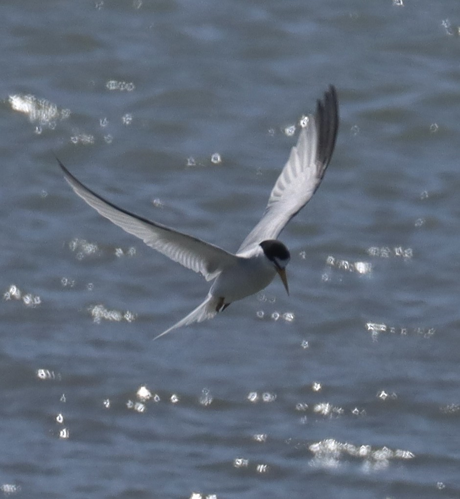 Least Tern - ML637799470