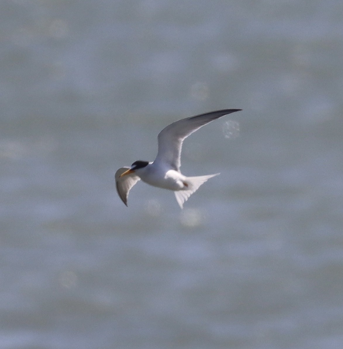 Least Tern - ML637799471