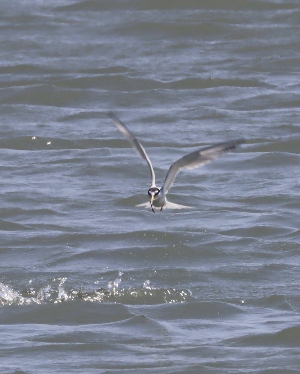 Least Tern - ML637799472
