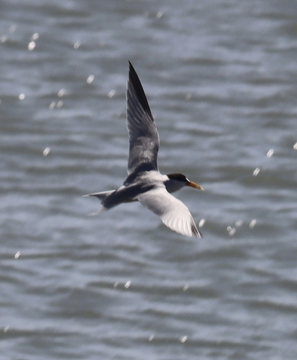 Least Tern - ML637799473